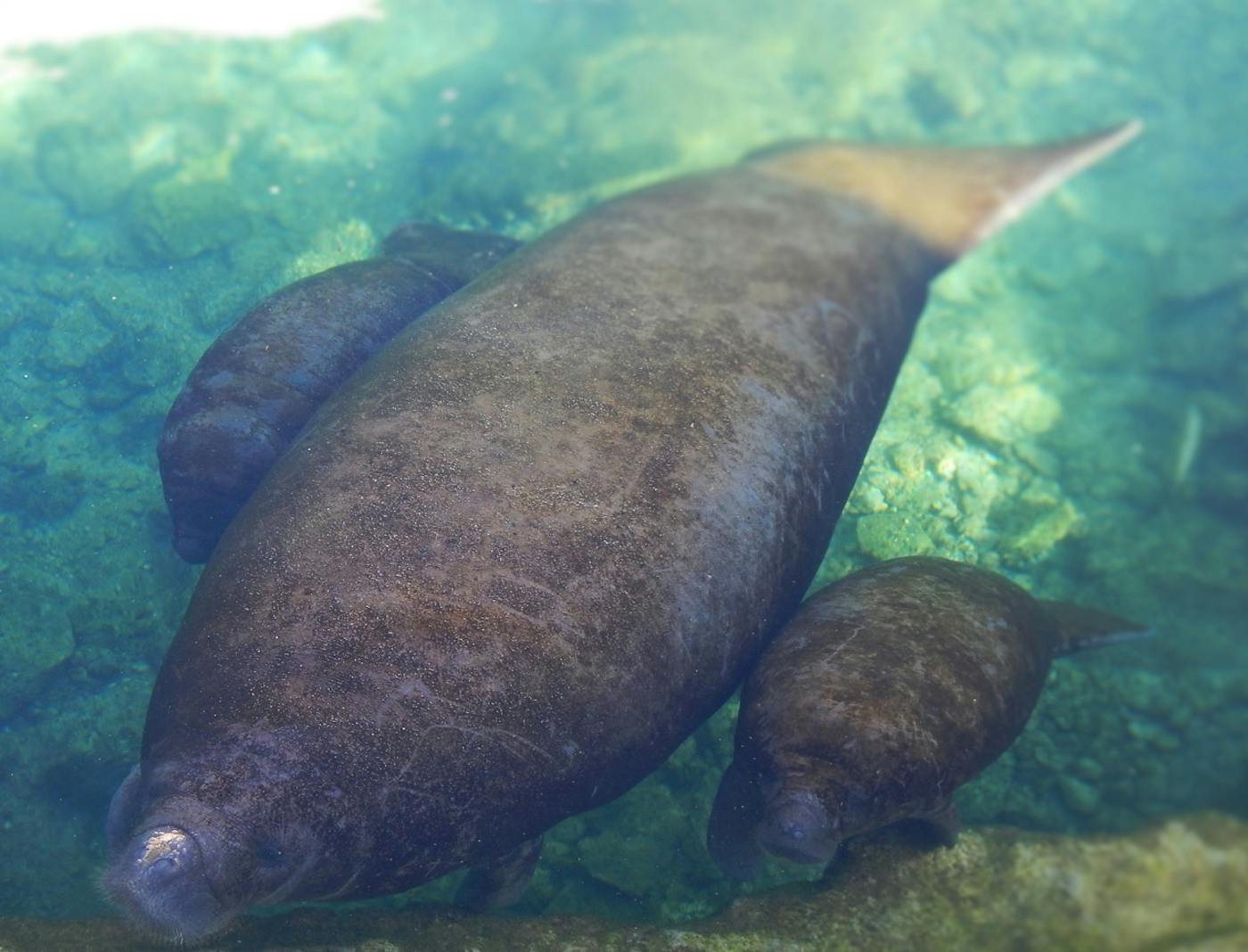 Creating a Network of Latin American Communities for Manatee